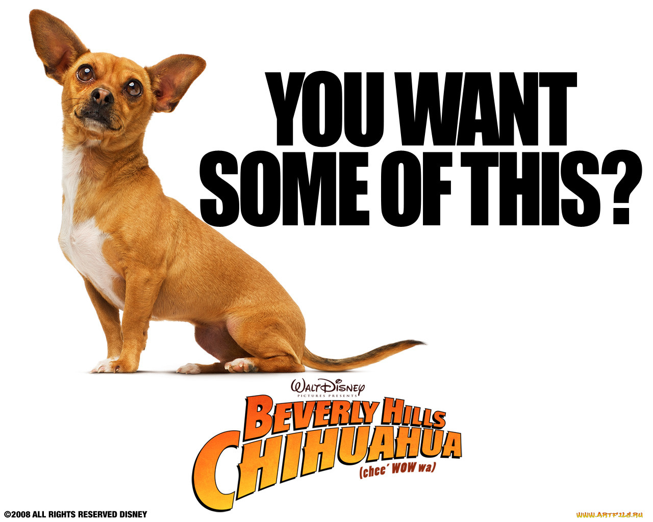 beverly, hills, chihuahua, , 